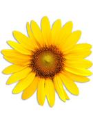 Obrusy i serwetki - Madre Selva Podkładka stołowa "Sunflower" w kolorze żółtym - 50 x 40 cm - miniaturka - grafika 1