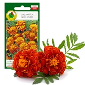 Nasiona i cebule - Aksamitka Pełna Niska Bolero Mahoń Kwiat Nasiona - miniaturka - grafika 1