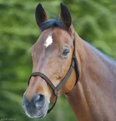 Kantary dla koni - Waldhausen Kantar zwykły AWA bez metalowych części - miniaturka - grafika 1