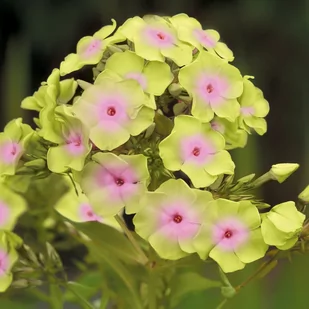 Phlox Płomyk Sherbert Blend 1 szt byliny - Nasiona i cebule - miniaturka - grafika 1