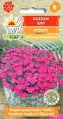 Nasiona i cebule - Goździk siny różowy nasiona 0,2 g.na skalniak - miniaturka - grafika 1