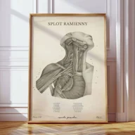 Mapy i plansze edukacyjne - Plakat anatomiczny – Splot Ramienny Vintage - Marta Pawelec - miniaturka - grafika 1