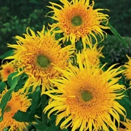 Nasiona i cebule - SŁONECZNIK OZDOBNY ASTRA GOLD (HELIANTHUS ANNUUS L.) 1 GRAM NASION - miniaturka - grafika 1
