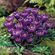 Nasiona i cebule - Krokus Wielkokwiatowy Flower Record 10 szt Krokusy cebulki krokusów - miniaturka - grafika 1