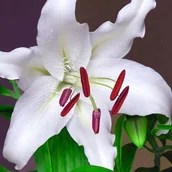 Nasiona i cebule - Lilia orientalna Simplon 1 szt. cebule cebulki lilii lilie - miniaturka - grafika 1