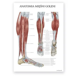 Plakat anatomiczny - Mięśnie goleni - Marta Pawelec - Mapy i plansze edukacyjne - miniaturka - grafika 1
