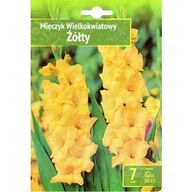 Nasiona i cebule - Gladiolus- Mieczyk Żółty 10/12 7 Szt. - miniaturka - grafika 1