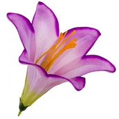 Sztuczne kwiaty - [w04244] Główka kwiatowa lilia 16cm wrzosowa cieniowana - miniaturka - grafika 1