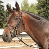 Ogłowia - Daw-mag Ogłowie sportowe podszywane bez wodzy - miniaturka - grafika 1