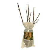 Sadzonki drzew krzewów - Krzew owocowy Balot mix - miniaturka - grafika 1