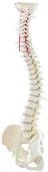 Sprzęt ratunkowy - Sendpol Model kręgosłupa z odłączaną miednicą - miniaturka - grafika 1