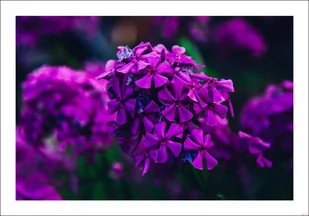 Fioletowe kwiaty - plakat 84,1x59,4 cm - Plakaty - miniaturka - grafika 1