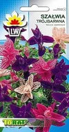 Nasiona i cebule - SZAŁWIA TRÓJBARWNA (SALVIA HORMINUM) 0,5 GRAMA NAS - miniaturka - grafika 1