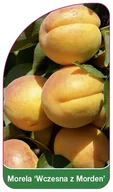 Maskotki i pluszaki - Morela 'Wczesna z Morden' - miniaturka - grafika 1