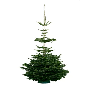 Jodła kaukaska cięta Natura wys. 160-250 cm - Choinki - miniaturka - grafika 1