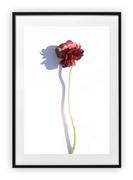 Plakaty - Plakat B2 50x70 cm Zieleń Kwiat Róż WZORY - miniaturka - grafika 1