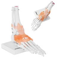 Pomoce naukowe - Physa Staw skokowy - z więzadłami - model anatomiczny PHY-FM-1 - miniaturka - grafika 1