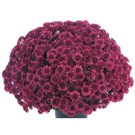 Kwiaty doniczkowe - Chryzantema drobnokwiatowa misa 21 cm - miniaturka - grafika 1