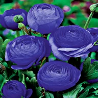 Nasiona i cebule - Ranunculus Blue Jaskier Niebieski 5 szt sadzonki - miniaturka - grafika 1