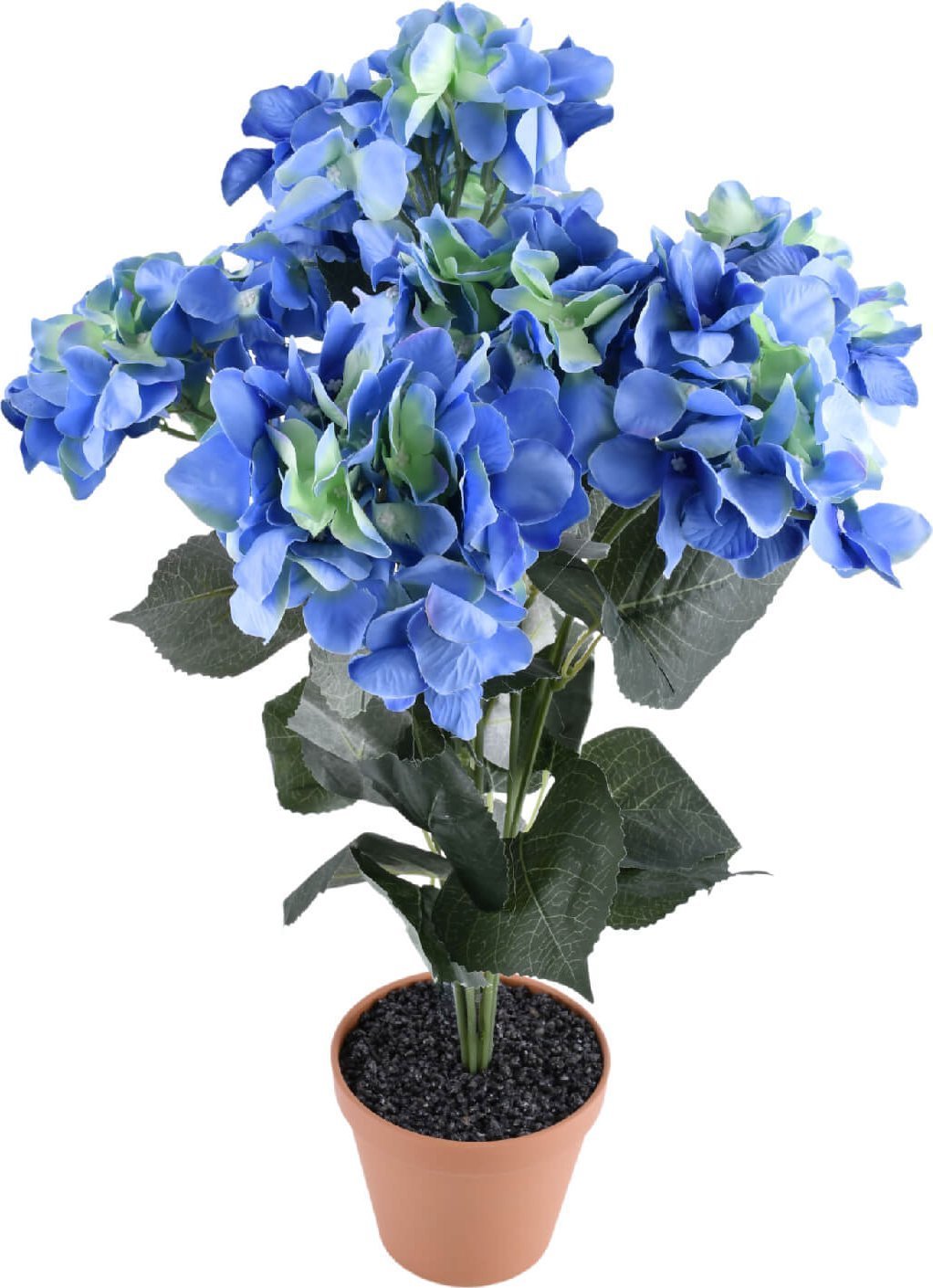 Direct Home and Garden Hortensja w doniczce