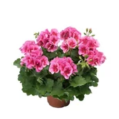 Kwiaty doniczkowe - Pelargonia rabatowa Americana Pink Splash - miniaturka - grafika 1