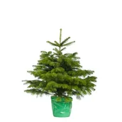 Choinki - Jodła Kaukaska ukorzeniona 80-100 cm - miniaturka - grafika 1