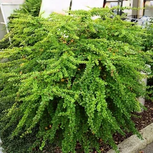 Berberys Thunberga Green Carpet 1 szt. doniczka C1,5 - Kwiaty doniczkowe - miniaturka - grafika 1