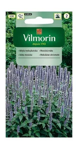 Mięta meksykańska 0,1 g Vilmorin - Nasiona i cebule - miniaturka - grafika 1