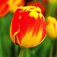 Nasiona i cebule - Tulipan Darwina Banja Luka 5 szt Tulipany cebulki tulipanów - miniaturka - grafika 1