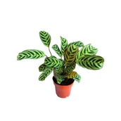 Kwiaty doniczkowe - Ctenanthe - miniaturka - grafika 1