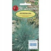 Nasiona i cebule - Kostrzewa sina - srebrzystoniebieska nasiona 0,2kg - miniaturka - grafika 1