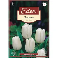 Nasiona i cebule - Tulipan triumph White Dream 5 sztuk Eden - miniaturka - grafika 1