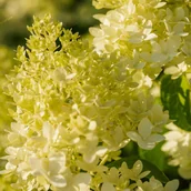Kwiaty doniczkowe - Hortensja bukietowa 'Candlelight' (Hydrangea paniculata) Doniczka 2.0L - miniaturka - grafika 1
