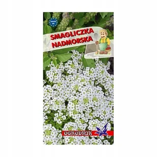 Smagliczka nadmorska biała 1g / O / - Nasiona i cebule - miniaturka - grafika 1