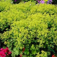 Nasiona i cebule - Przywrotnik miękki Irish Silk 1 szt. doniczka P11 - miniaturka - grafika 1