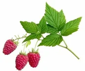 Akcesoria jeździeckie - EQUIHERBS Malina liść 0,5 kg - miniaturka - grafika 1