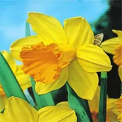 Nasiona i cebule - Żonkil Tradycyjny 25 szt Narcyzy cebulki Żonkile - miniaturka - grafika 1