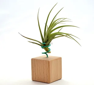 Tillandsia TENUIFOLIA  na stojaku, komp 63/K4 - Kwiaty doniczkowe - miniaturka - grafika 1