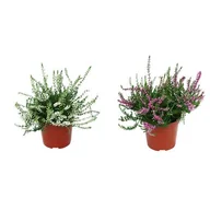 Kwiaty doniczkowe - Wrzos - miniaturka - grafika 1