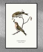 Plakaty - Plakat Czeczotka, grafika ze starego Atlasu Ptaków 21x30 (A4) / DodoPrint - miniaturka - grafika 1