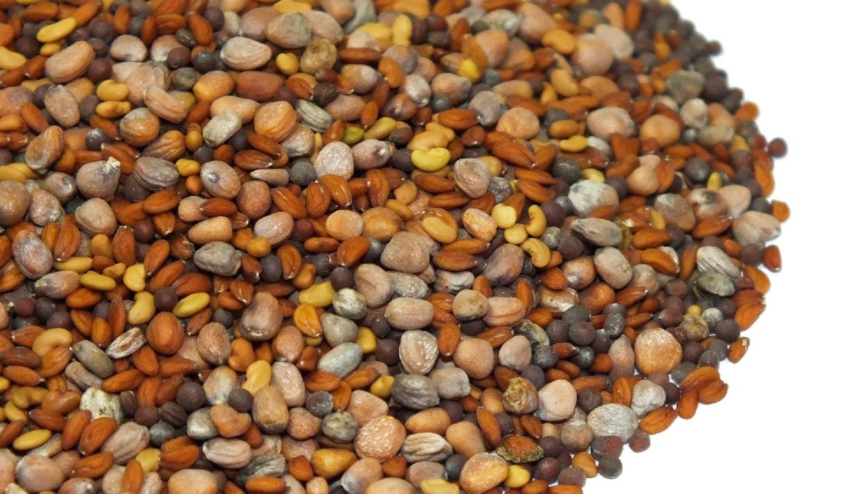 Nasiona na kiełki MIX 20g od Skworcu