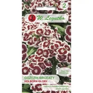 Nasiona i cebule - Goździk brodaty Holborn Glory purpurowo-czerwony 0.50g - miniaturka - grafika 1