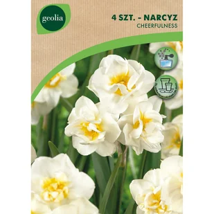 Narcyz Cheerfulness 10/12 4szt. cebulki kwiatów Geolia - Nasiona i cebule - miniaturka - grafika 1