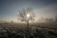 Plakaty - Galeria Plakatu, Plakat, Drzewo, 50x40 cm - miniaturka - grafika 1