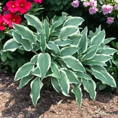 Nasiona i cebule - Hosta Funkia Francheska kłącze 1 szt. - miniaturka - grafika 1