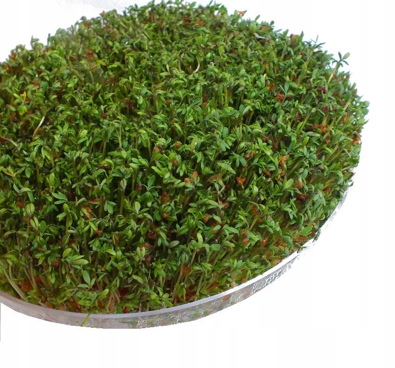 NASIONA NA KIEŁKI Rzeżucha 50g od Skworcu