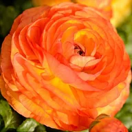 Nasiona i cebule - Ranunculus jaskier pomarańczowy cebulki 5 szt. - miniaturka - grafika 1