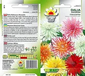 Nasiona i cebule - Nasiona Dalia Kaktusowa Mieszanka Mix Toraf - miniaturka - grafika 1