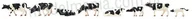 Kolejki i akcesoria - Krowy czarno-białe, 8 sztuk Faller 151904 - miniaturka - grafika 1