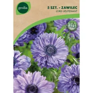 Nasiona i cebule - Zawilec Lord Lieutenant 5/6 5szt. Cebulki kwiatów Geolia - miniaturka - grafika 1